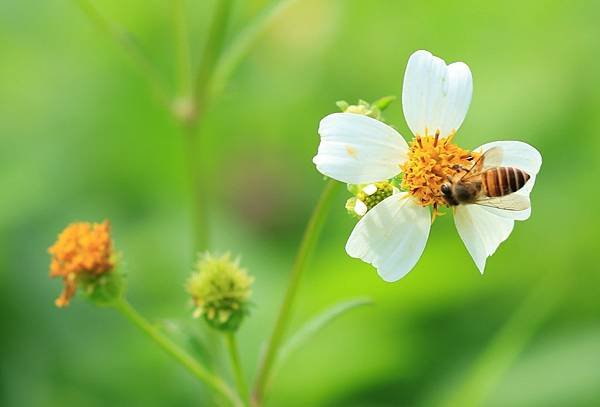 為天地寫日記(天使花、含羞草、鬼針草、應該是炮竹紅與蜜蜂)(