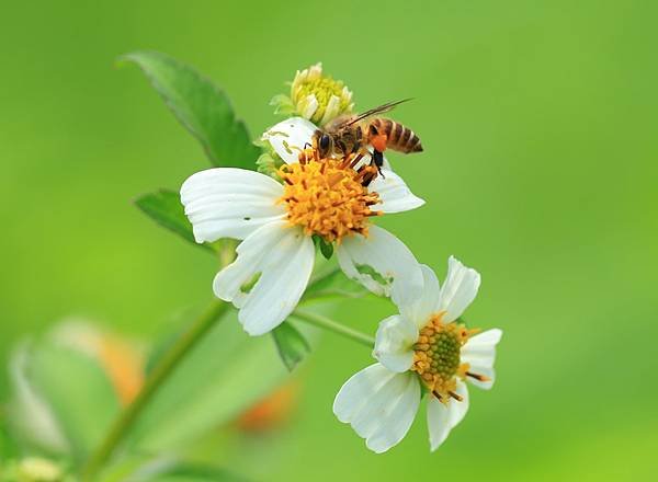 為天地寫日記(天使花、含羞草、鬼針草、應該是炮竹紅與蜜蜂)(