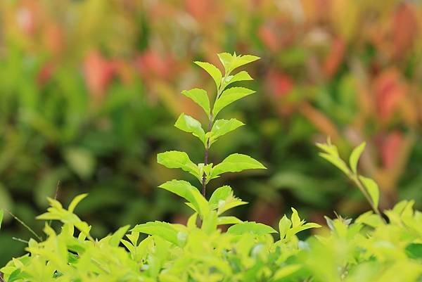 為天地寫日記(天使花、含羞草、鬼針草、應該是炮竹紅與蜜蜂)(