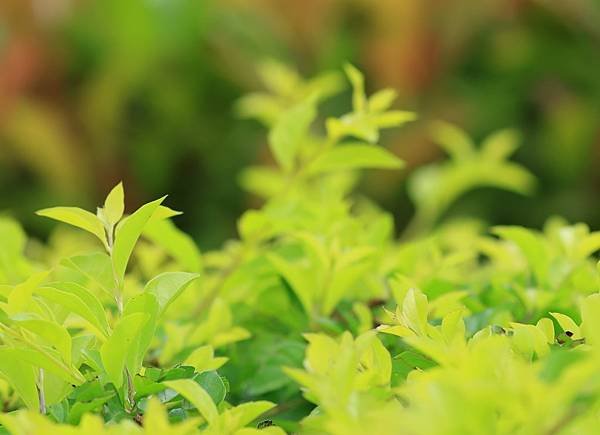 為天地寫日記(天使花、含羞草、鬼針草、應該是炮竹紅與蜜蜂)(