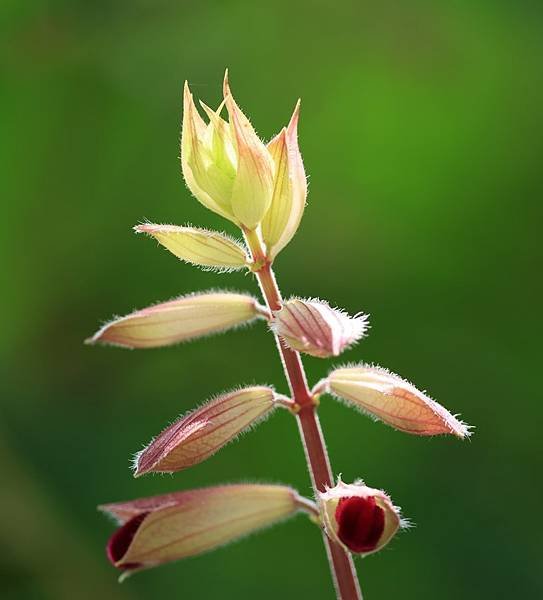 為天地寫日記(天使花、含羞草、鬼針草、應該是炮竹紅與蜜蜂)(