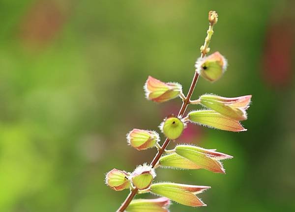 為天地寫日記(天使花、含羞草、鬼針草、應該是炮竹紅與蜜蜂)(