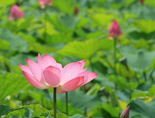 為天地寫日記(植物園，荷花池-2)(2024.05.05)