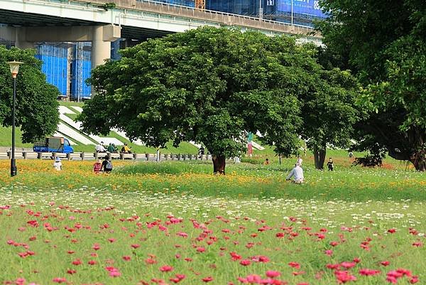 為天地寫日記(三重水漾公園百日草花海與風景)