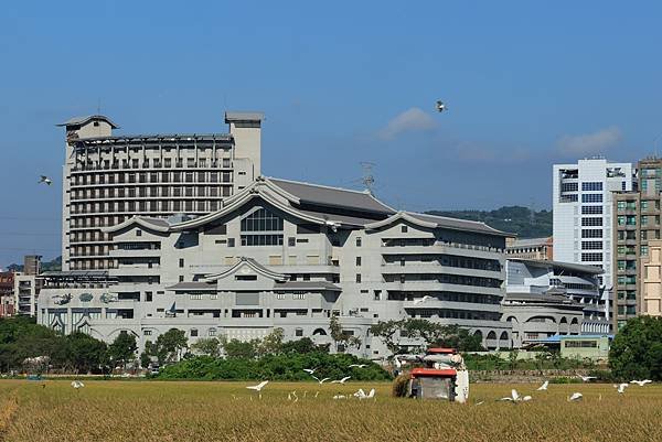 為天地寫日記(關渡平原收割)(2024.07.05-2024