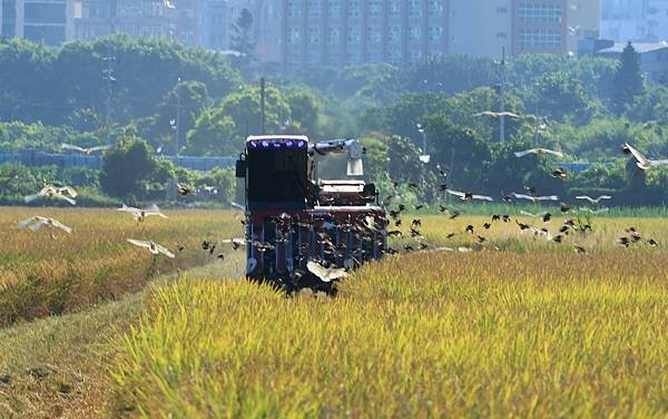 為天地寫日記(關渡平原收割)(2024.07.05-2024