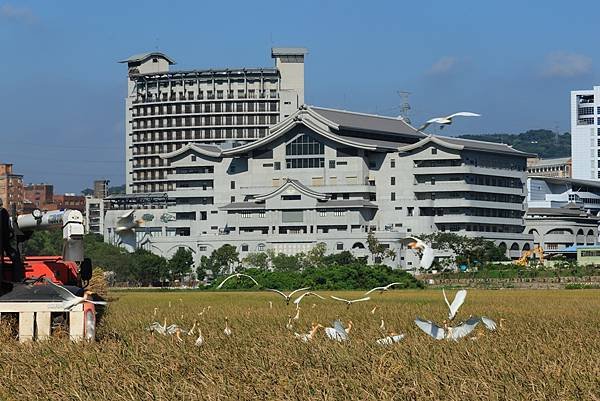 為天地寫日記(關渡平原收割)(2024.07.05-2024