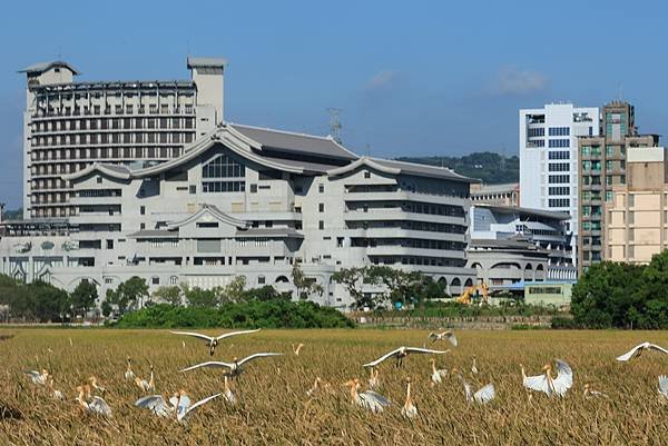 為天地寫日記(關渡平原收割)(2024.07.05-2024