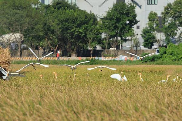 為天地寫日記(關渡平原收割)(2024.07.05-2024