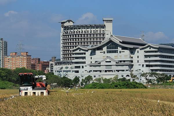 為天地寫日記(關渡平原收割)(2024.07.05-2024