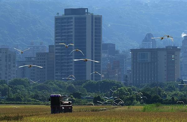 為天地寫日記(關渡平原收割)(2024.07.05-2024