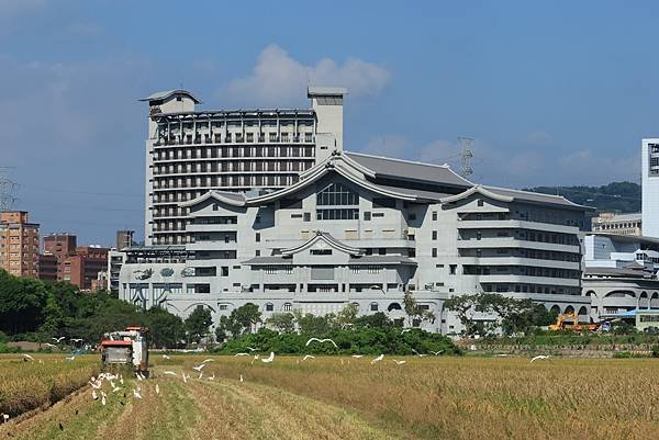 為天地寫日記(關渡平原收割)(2024.07.05-2024