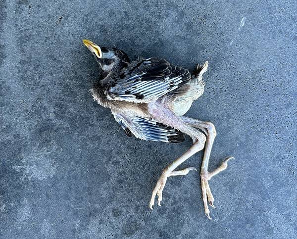 素食救地球(533)(死鳥與死雞)(2024.07.08)