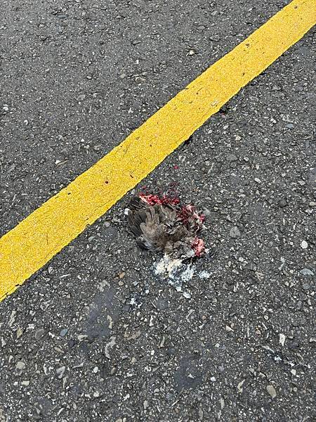 素食救地球(533)(死鳥與死雞)(2024.07.08)