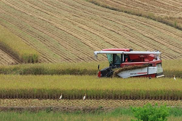 為天地寫日記(關渡平原稻穗、收割、白鷺鷥)(2024.07.