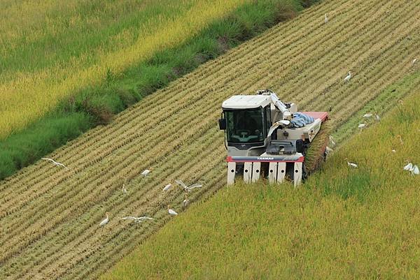 為天地寫日記(關渡平原稻穗、收割、白鷺鷥)(2024.07.