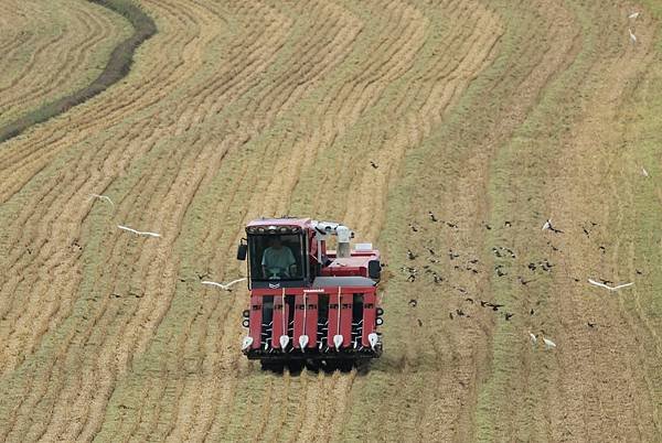 為天地寫日記(關渡平原稻穗、收割、白鷺鷥)(2024.07.