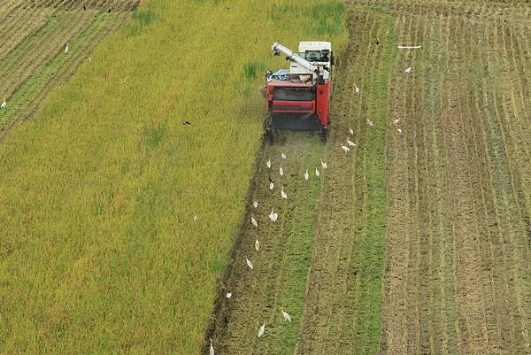 為天地寫日記(關渡平原稻穗、收割、白鷺鷥)(2024.07.