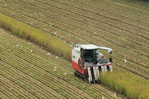 為天地寫日記(關渡平原稻穗、收割、白鷺鷥)(2024.07.