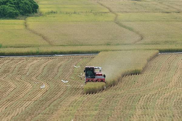 為天地寫日記(關渡平原稻穗、收割、白鷺鷥)(2024.07.