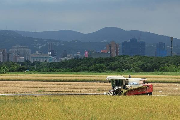 為天地寫日記(關渡平原稻穗、收割、白鷺鷥)(2024.07.