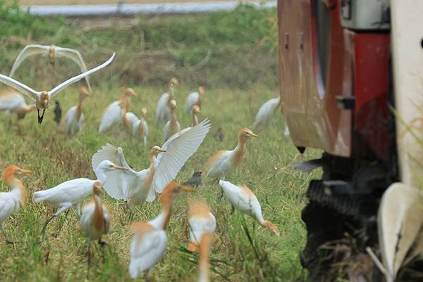 為天地寫日記(關渡平原稻穗、收割、白鷺鷥)(2024.07.