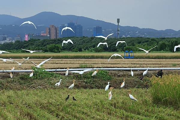 為天地寫日記(關渡平原稻穗、收割、白鷺鷥)(2024.07.