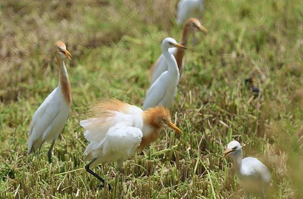 為天地寫日記(關渡平原稻穗、收割、白鷺鷥)(2024.07.