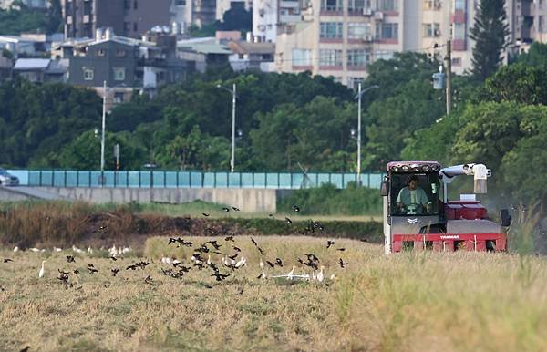 為天地寫日記(關渡平原稻穗、收割、白鷺鷥)(2024.07.