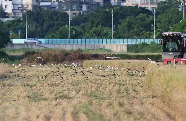 為天地寫日記(關渡平原稻穗、收割、白鷺鷥)(2024.07.