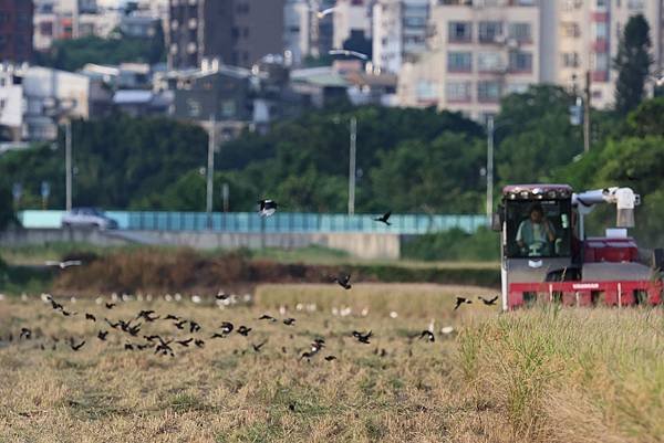 為天地寫日記(關渡平原稻穗、收割、白鷺鷥)(2024.07.