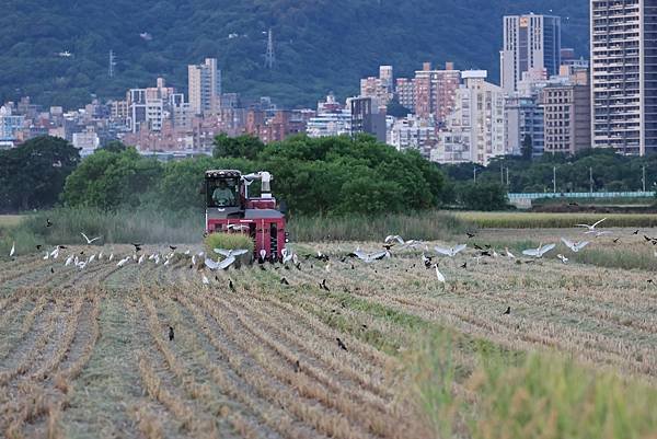 為天地寫日記(關渡平原稻穗、收割、白鷺鷥)(2024.07.