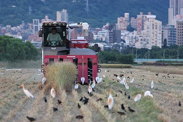 為天地寫日記(關渡平原稻穗、收割、白鷺鷥)(2024.07.