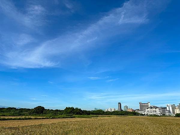 為天地寫日記(文殊蘭、宇宙大覺者、關渡靜思堂、關渡平原收割)