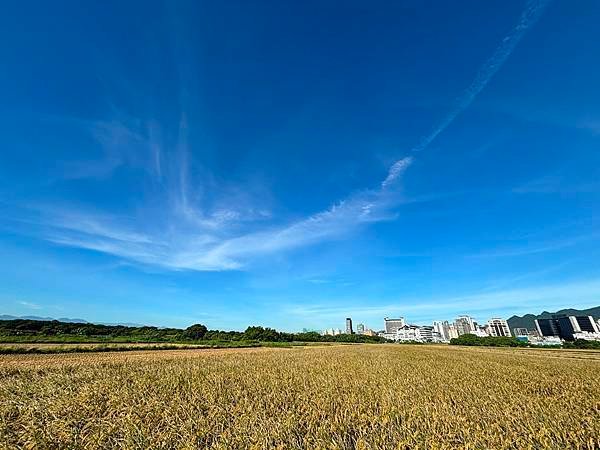 為天地寫日記(文殊蘭、宇宙大覺者、關渡靜思堂、關渡平原收割)