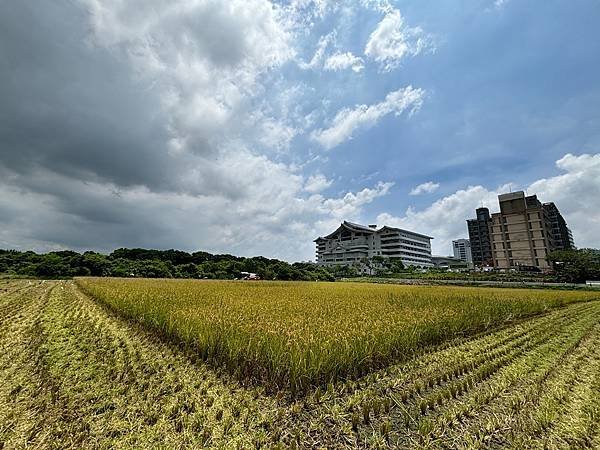 為天地寫日記(文殊蘭、宇宙大覺者、關渡靜思堂、關渡平原收割)