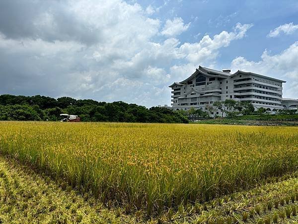 為天地寫日記(文殊蘭、宇宙大覺者、關渡靜思堂、關渡平原收割)