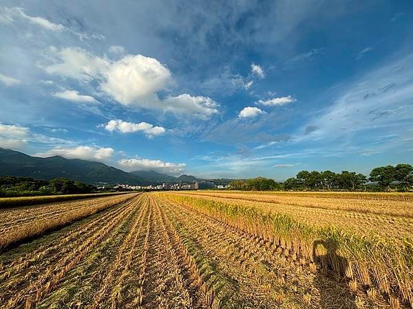 為天地寫日記(文殊蘭、宇宙大覺者、關渡靜思堂、關渡平原收割)