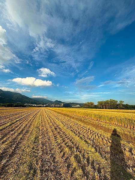 為天地寫日記(文殊蘭、宇宙大覺者、關渡靜思堂、關渡平原收割)