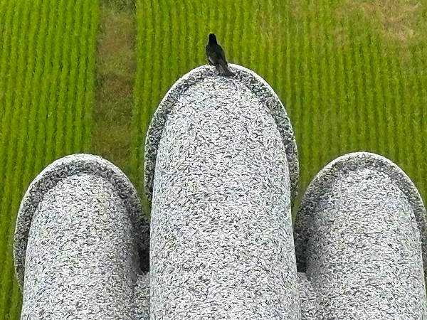 為天地寫日記(關渡平原與藥草園)(2024.05.30-20