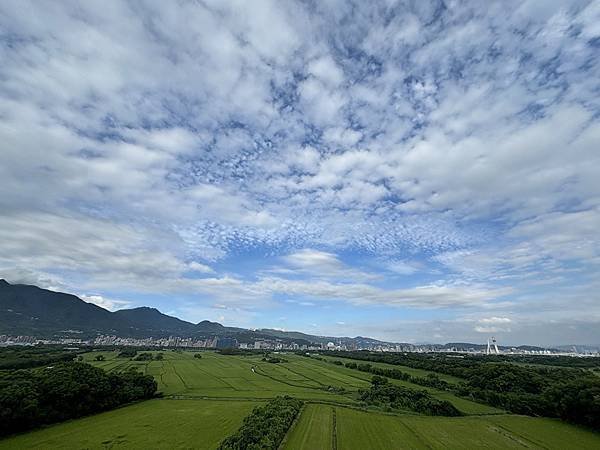 為天地寫日記(關渡平原與藥草園)(2024.05.30-20