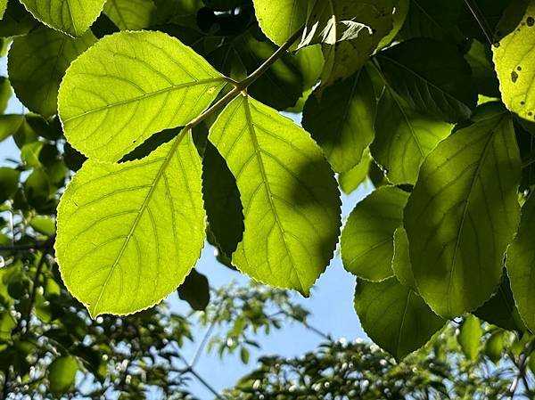 為天地寫日記(關渡平原與藥草園)(2024.05.30-20