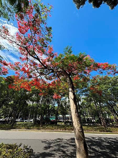 中正紀念堂與鳳凰花(2024.06.15 (12).JPG