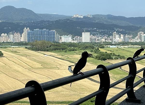 為天地寫日記(關渡照片六至八月輯錄)(2024.06.10-