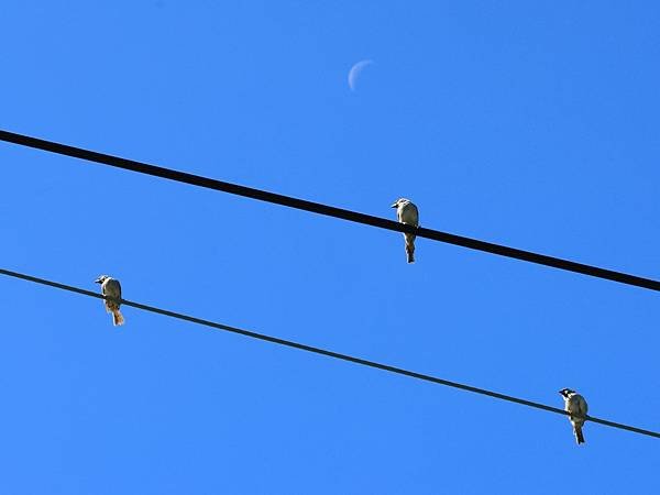 為天地寫日記(關渡平原、大卷尾、大冠鷲、麻雀、蜻蜓)(202