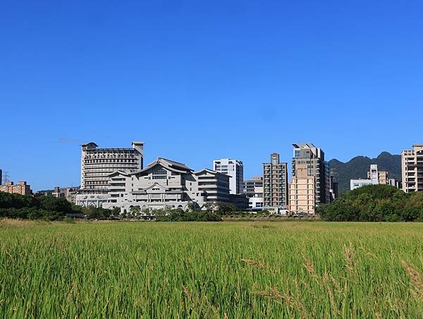 為天地寫日記(關渡平原、大卷尾、大冠鷲、麻雀、蜻蜓)(202