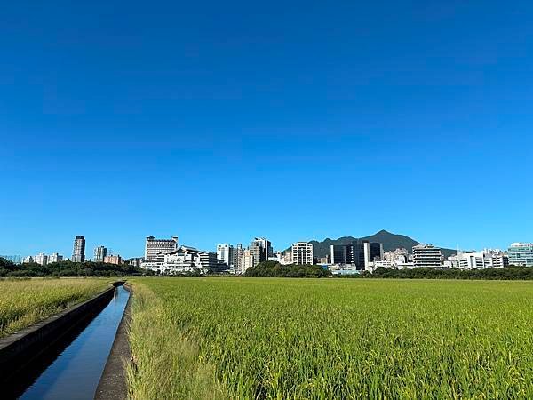 為天地寫日記(關渡平原、大卷尾、大冠鷲、麻雀、蜻蜓)(202