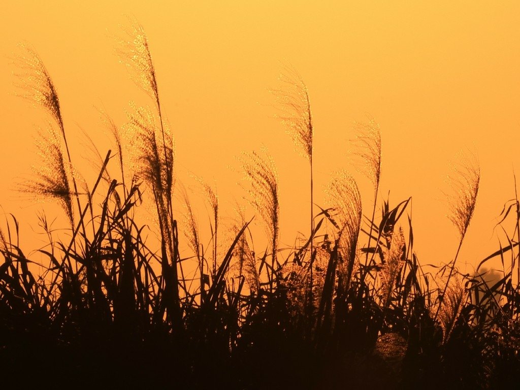 為天地寫日記(淡水夕陽與芒草)(2025.01.12)