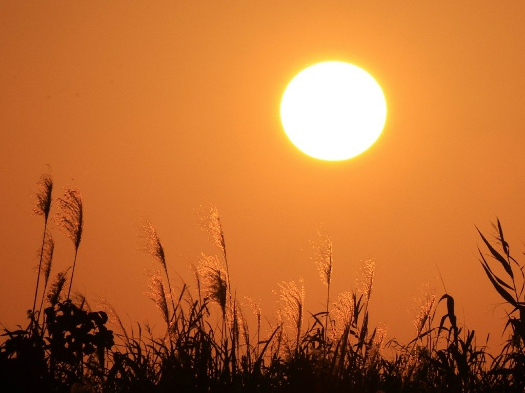 為天地寫日記(淡水夕陽與芒草)(2025.01.12)