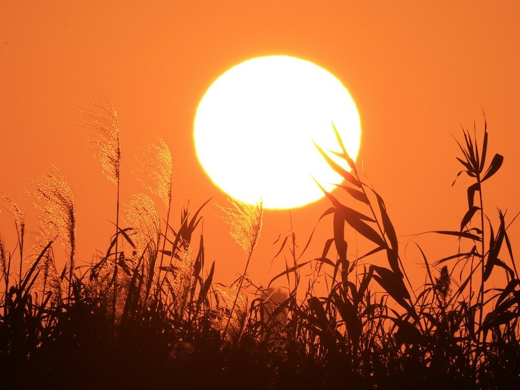 為天地寫日記(淡水夕陽與芒草)(2025.01.12)